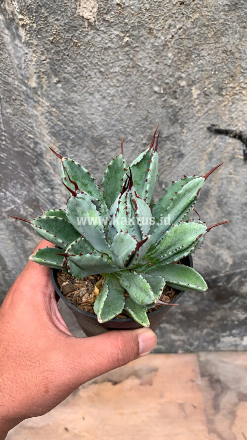 Agave Potatorum CV. Cubic, real gallery image #24 plants. Picture taken directly from kaktus.id community Agave farmer green houses.