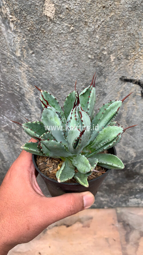 Agave Potatorum CV. Cubic, real gallery image #48 plants. Picture taken directly from kaktus.id community Agave farmer green houses.