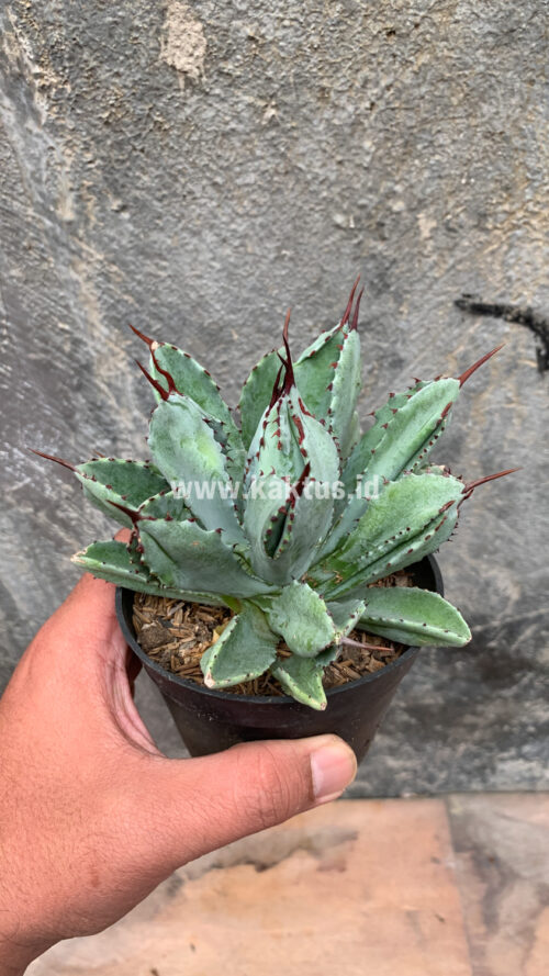 Agave Potatorum CV. Cubic, real gallery image #47 plants. Picture taken directly from kaktus.id community Agave farmer green houses.