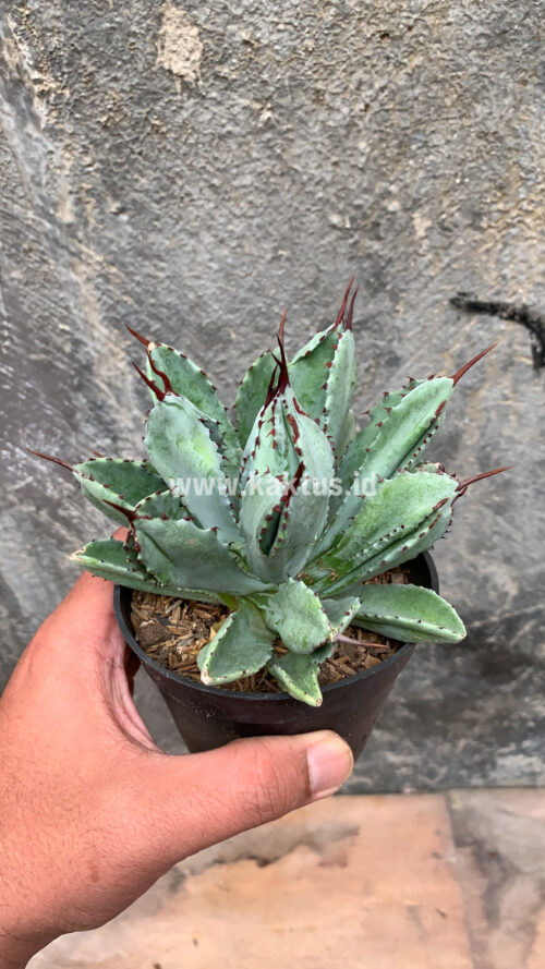 Agave Potatorum CV. Cubic, real gallery image #22 plants. Picture taken directly from kaktus.id community Agave farmer green houses.