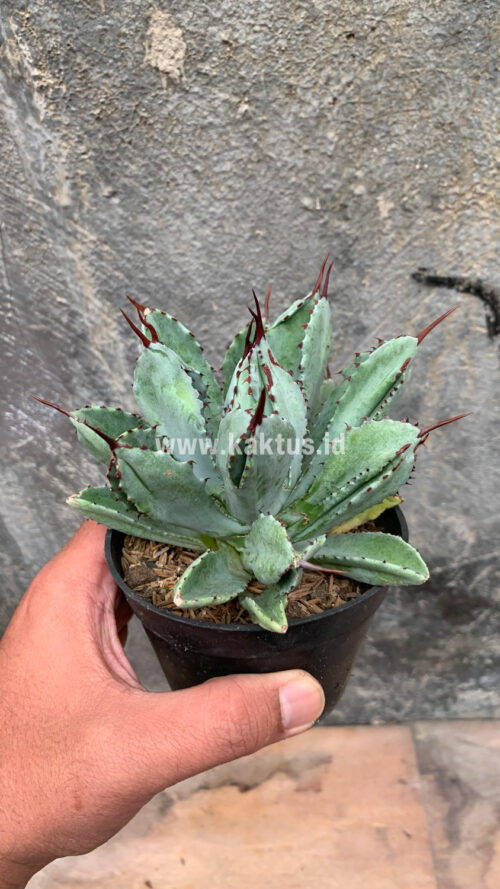 Agave Potatorum CV. Cubic, real gallery image #32 plants. Picture taken directly from kaktus.id community Agave farmer green houses.