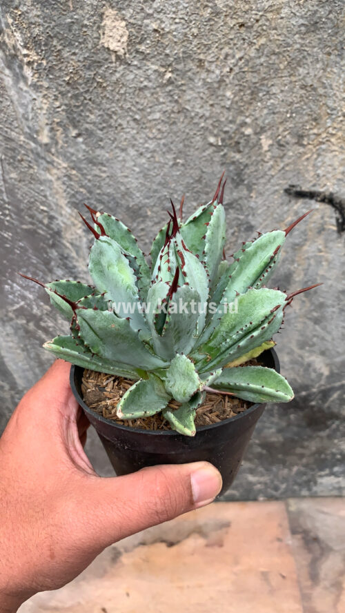 Agave Potatorum CV. Cubic, real gallery image #21 plants. Picture taken directly from kaktus.id community Agave farmer green houses.