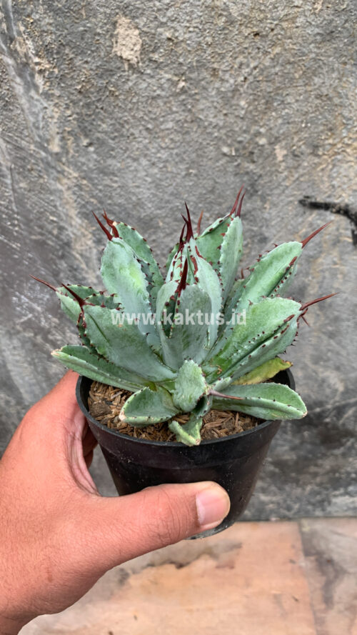 Agave Potatorum CV. Cubic, real gallery image #20 plants. Picture taken directly from kaktus.id community Agave farmer green houses.