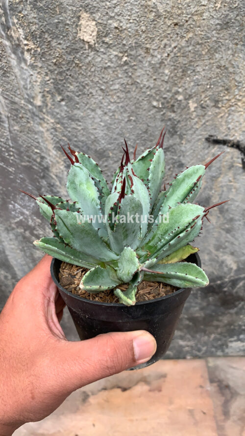 Agave Potatorum CV. Cubic, real gallery image #19 plants. Picture taken directly from kaktus.id community Agave farmer green houses.