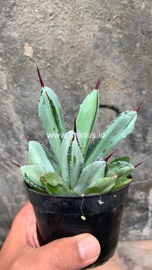 Agave Potatorum CV. Cubic, real gallery image #62 plants. Picture taken directly from kaktus.id community Agave farmer green houses.
