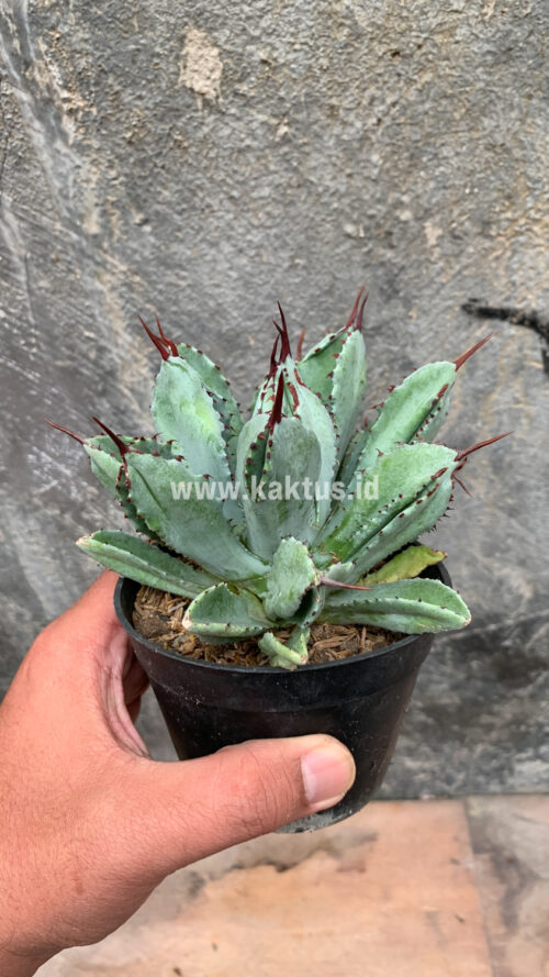 Agave Potatorum CV. Cubic, real gallery image #18 plants. Picture taken directly from kaktus.id community Agave farmer green houses.