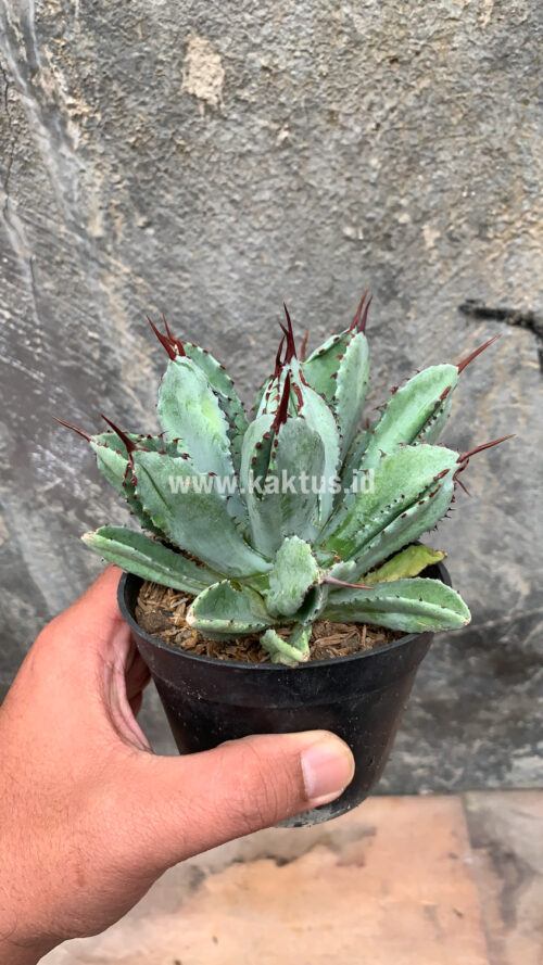 Agave Potatorum CV. Cubic, real gallery image #15 plants. Picture taken directly from kaktus.id community Agave farmer green houses.