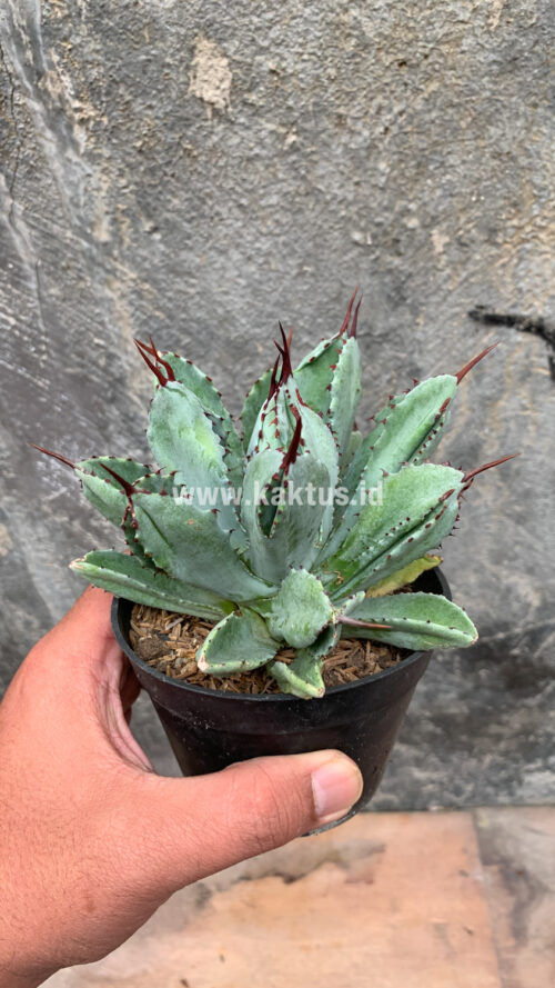 Agave Potatorum CV. Cubic, real gallery image #14 plants. Picture taken directly from kaktus.id community Agave farmer green houses.