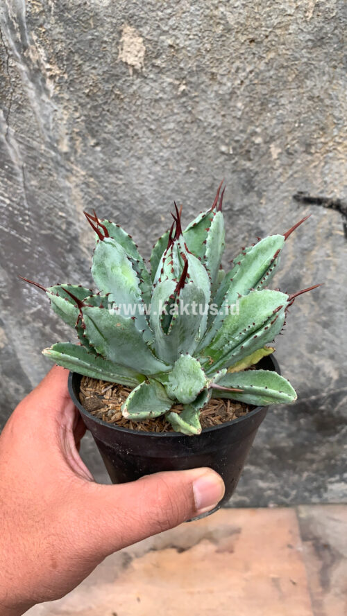 Agave Potatorum CV. Cubic, real gallery image #13 plants. Picture taken directly from kaktus.id community Agave farmer green houses.