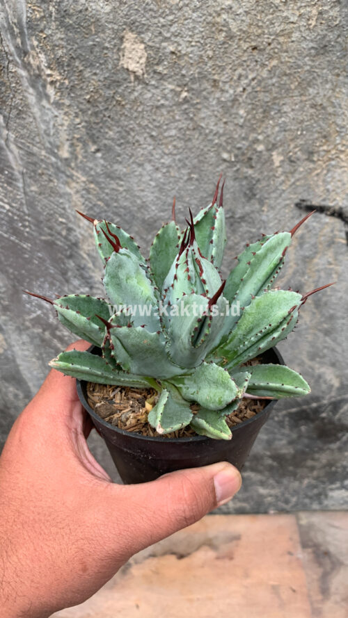 Agave Potatorum CV. Cubic, real gallery image #6 plants. Picture taken directly from kaktus.id community Agave farmer green houses.