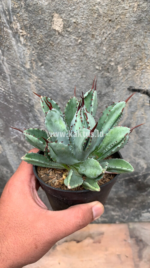 Agave Potatorum CV. Cubic, real gallery image #4 plants. Picture taken directly from kaktus.id community Agave farmer green houses.