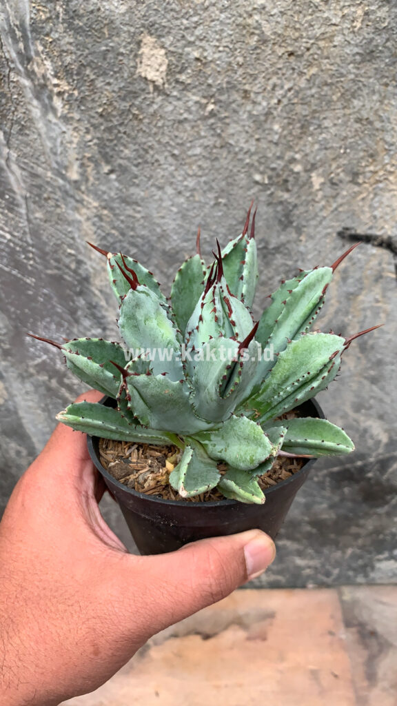 kaktus.id