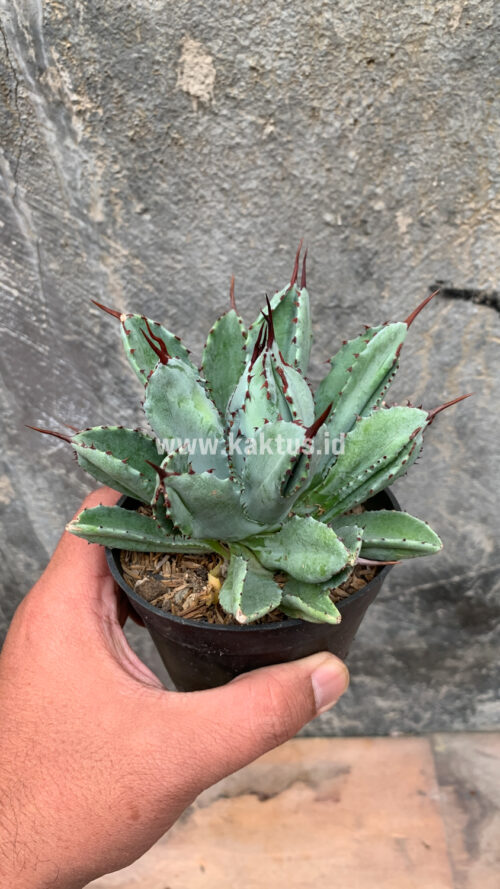 Agave Potatorum CV. Cubic, real gallery image #34 plants. Picture taken directly from kaktus.id community Agave farmer green houses.
