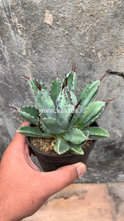 Agave Potatorum CV. Cubic, real gallery image #2 plants. Picture taken directly from kaktus.id community Agave farmer green houses.