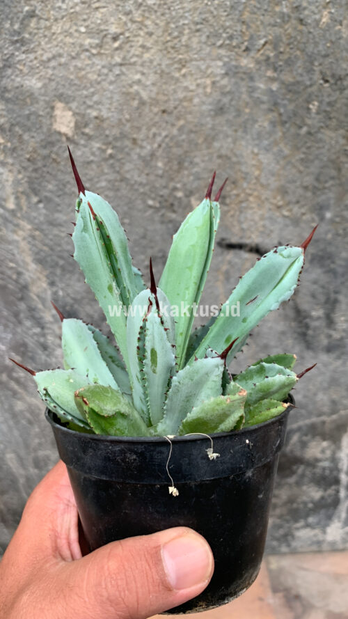 Agave Potatorum CV. Cubic, real gallery image #61 plants. Picture taken directly from kaktus.id community Agave farmer green houses.