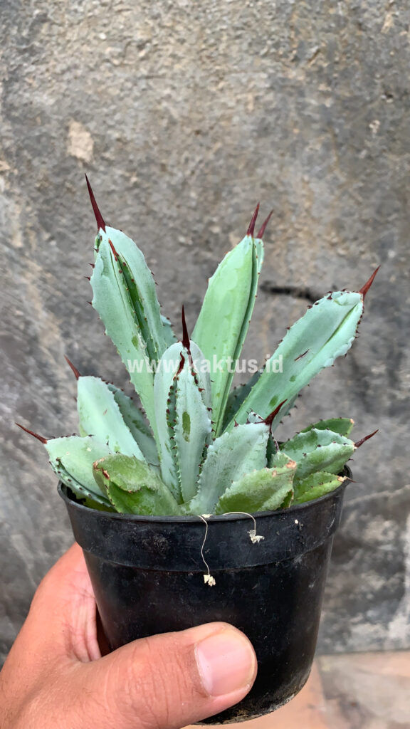 kaktus.id