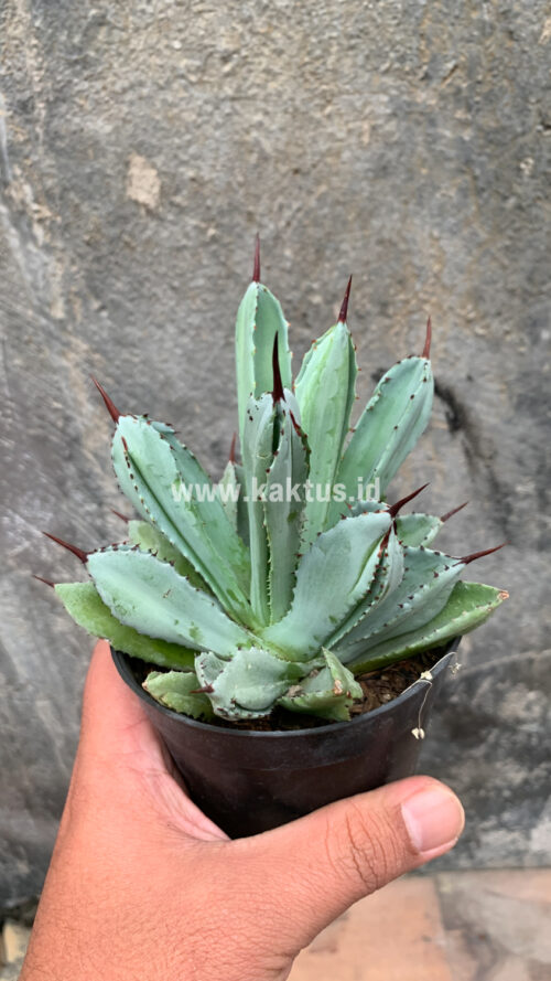 Agave Potatorum CV. Cubic, real gallery image #58 plants. Picture taken directly from kaktus.id community Agave farmer green houses.