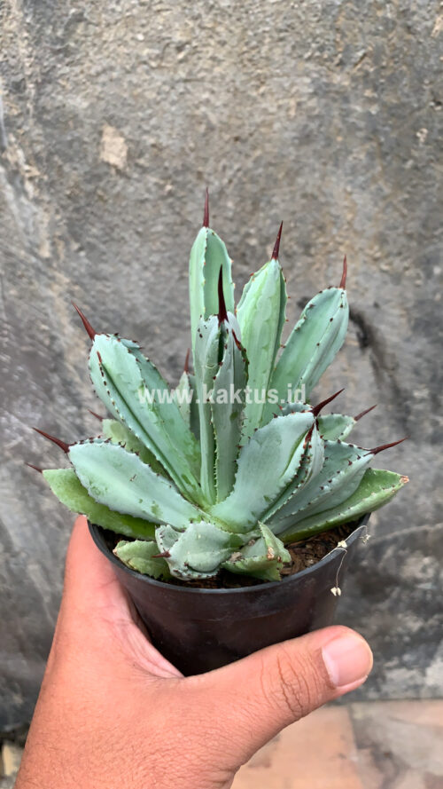 Agave Potatorum CV. Cubic, real gallery image #57 plants. Picture taken directly from kaktus.id community Agave farmer green houses.