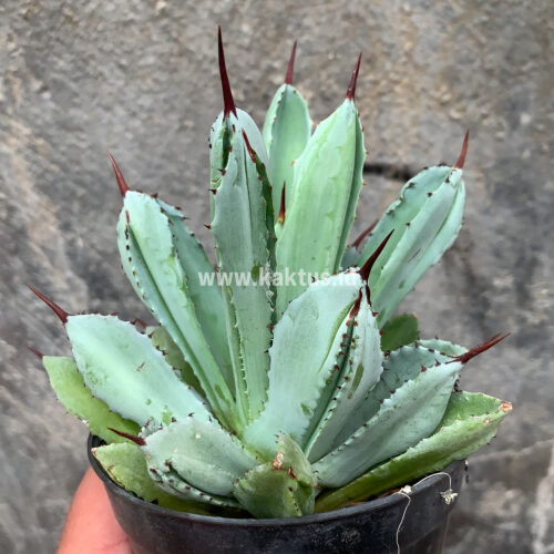 Agave Potatorum CV. Cubic, real gallery image #16 plants. Picture taken directly from kaktus.id community Agave farmer green houses.
