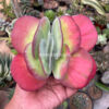 Kalanchoe Luciae 'fantastic' Variegated Paddle Plants, real feature image plant. Picture taken directly from kaktus.id community Kalanchoe farmer green houses.