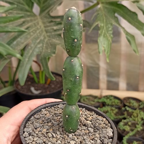 Opuntia Canterae, real gallery image #1 plants. Picture taken directly from kaktus.id community Opuntia farmer green houses.
