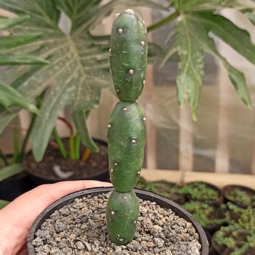 Opuntia Canterae, real gallery image #2 plants. Picture taken directly from kaktus.id community Opuntia farmer green houses.