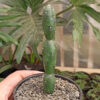 Opuntia Canterae, real gallery image #4 plants. Picture taken directly from kaktus.id community Opuntia farmer green houses.
