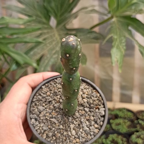 Opuntia Canterae, real gallery image #3 plants. Picture taken directly from kaktus.id community Opuntia farmer green houses.