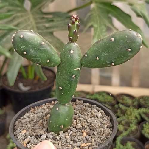 Opuntia Canterae, real gallery image #5 plants. Picture taken directly from kaktus.id community Opuntia farmer green houses.