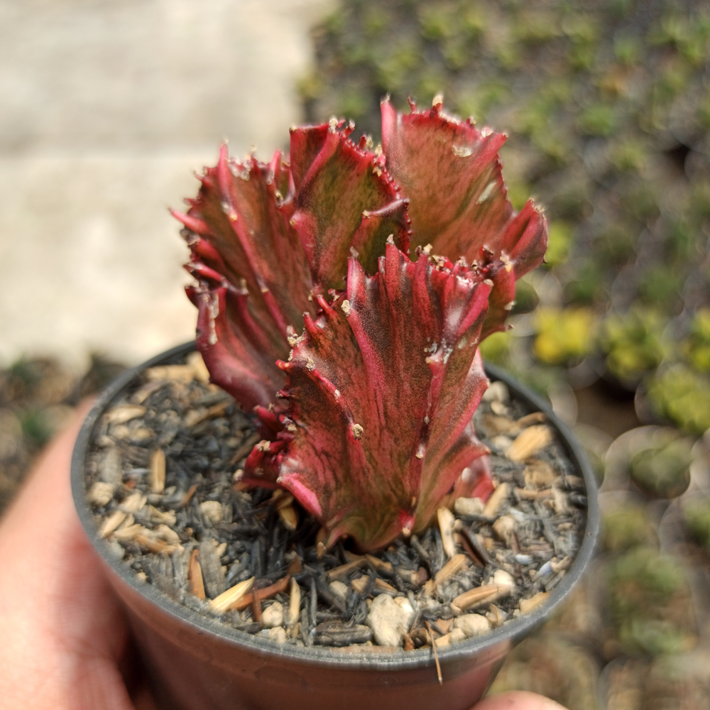 kaktus.id
