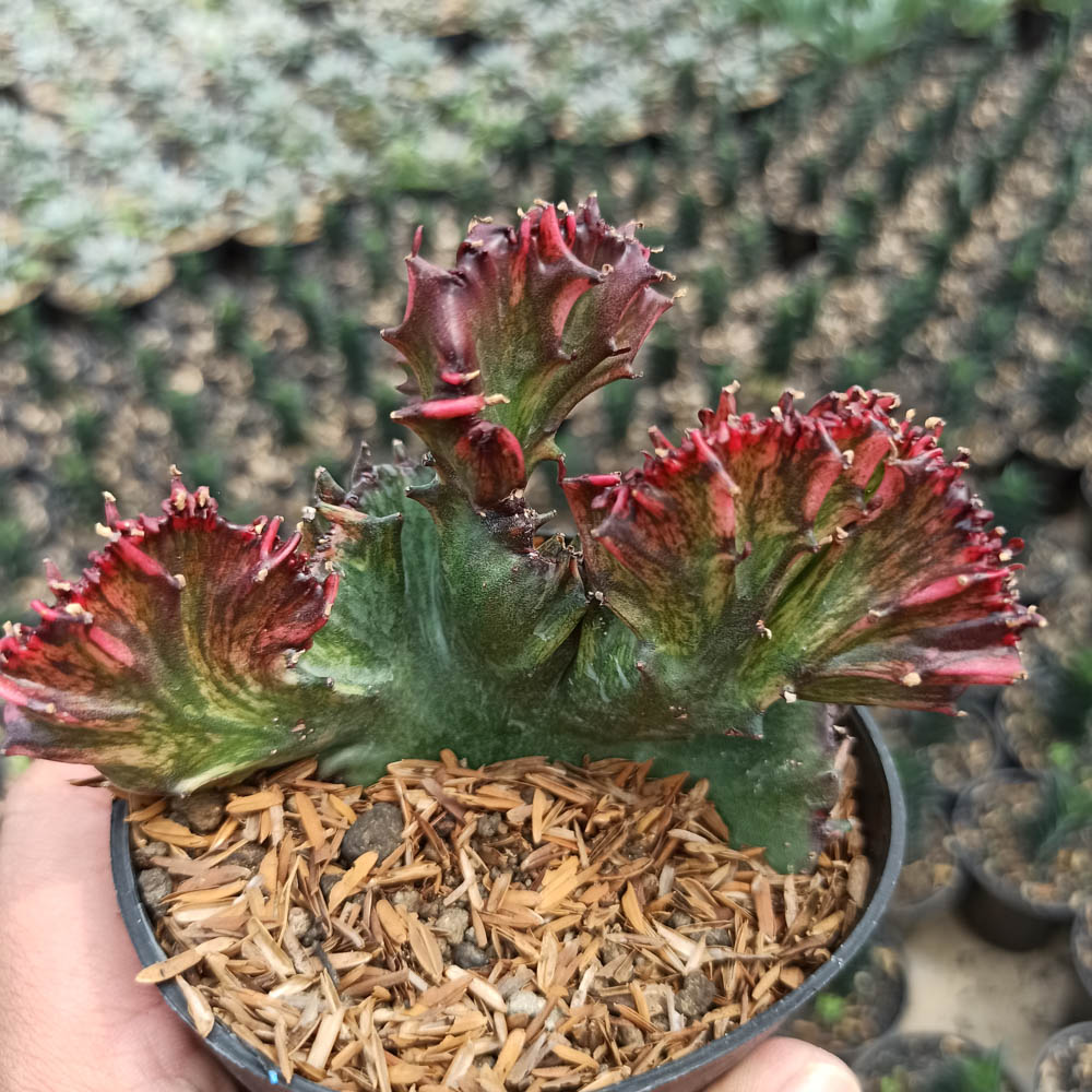 kaktus.id