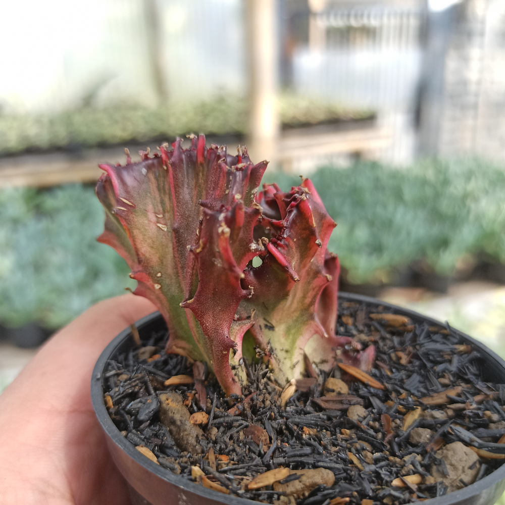 kaktus.id