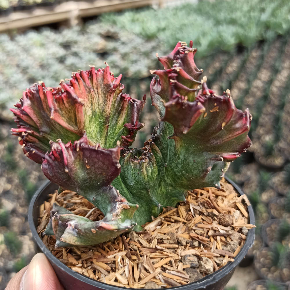 kaktus.id
