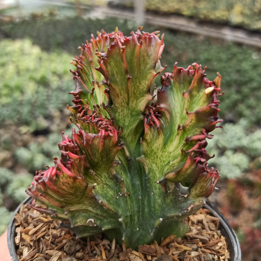 kaktus.id