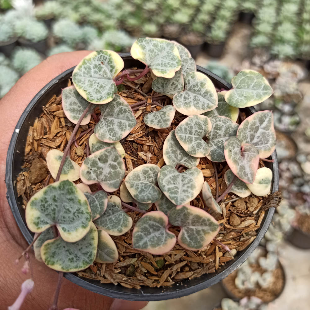 kaktus.id