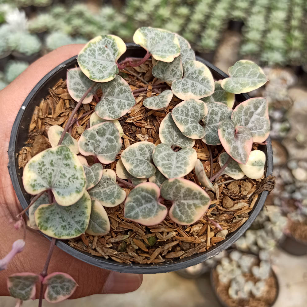 kaktus.id