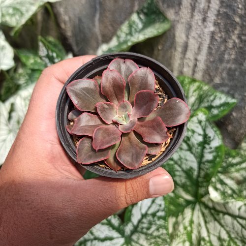Echeveria 'Painted Frills', real gallery image #5 plants. Picture taken directly from kaktus.id community Echeveria farmer green houses.