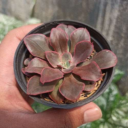 Echeveria 'Painted Frills', real gallery image #6 plants. Picture taken directly from kaktus.id community Echeveria farmer green houses.
