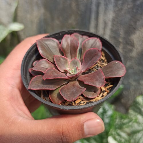 Echeveria 'Painted Frills', real gallery image #7 plants. Picture taken directly from kaktus.id community Echeveria farmer green houses.