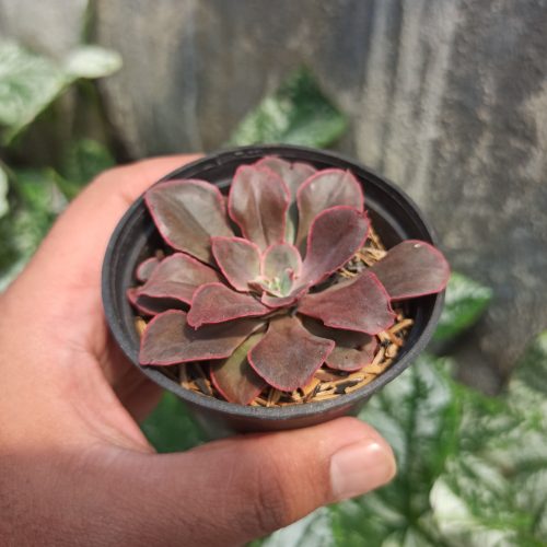 Echeveria 'Painted Frills', real gallery image #8 plants. Picture taken directly from kaktus.id community Echeveria farmer green houses.