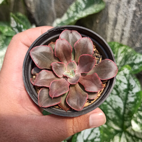 Echeveria 'Painted Frills', real gallery image #2 plants. Picture taken directly from kaktus.id community Echeveria farmer green houses.