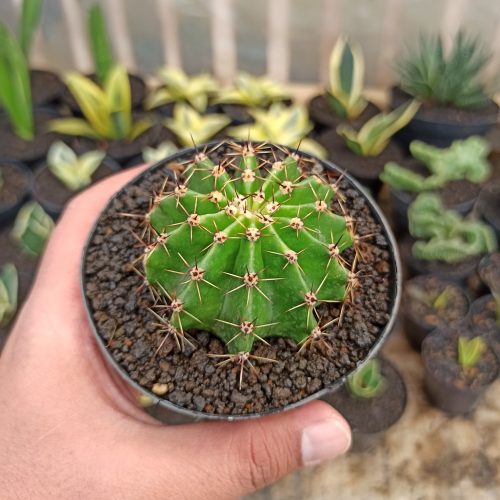 Echinocactus Eyriesii, real gallery image #6 plants. Picture taken directly from kaktus.id community Echinocactus farmer green houses.