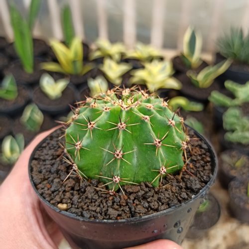 Echinocactus Eyriesii, real gallery image #5 plants. Picture taken directly from kaktus.id community Echinocactus farmer green houses.