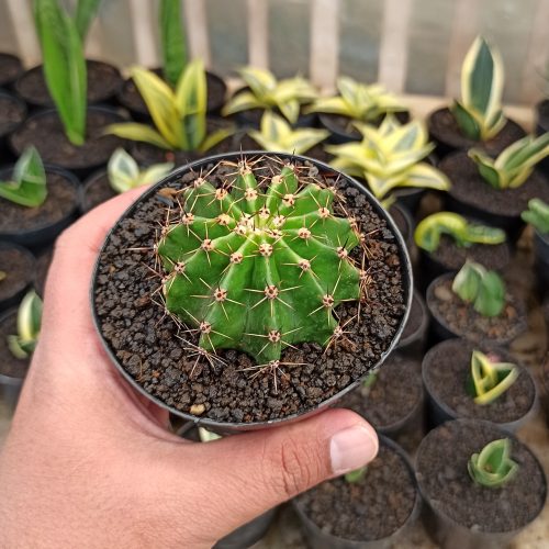 Echinocactus Eyriesii, real gallery image #4 plants. Picture taken directly from kaktus.id community Echinocactus farmer green houses.