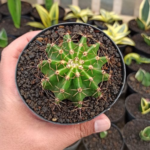 Echinocactus Eyriesii, real gallery image #3 plants. Picture taken directly from kaktus.id community Echinocactus farmer green houses.