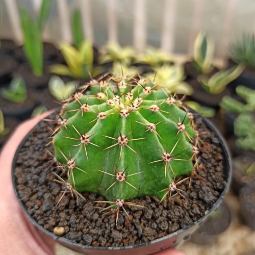 Echinocactus Eyriesii, real gallery image #1 plants. Picture taken directly from kaktus.id community Echinocactus farmer green houses.