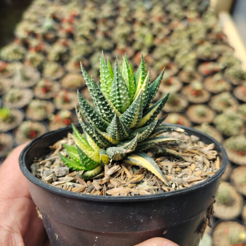 Haworthia Reinwardtii Variegated – Zebra Wart, real gallery image #3 plants. Picture taken directly from kaktus.id community Haworthia farmer green houses.