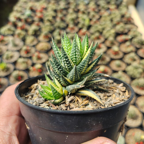 Haworthia Reinwardtii Variegated – Zebra Wart, real gallery image #5 plants. Picture taken directly from kaktus.id community Haworthia farmer green houses.