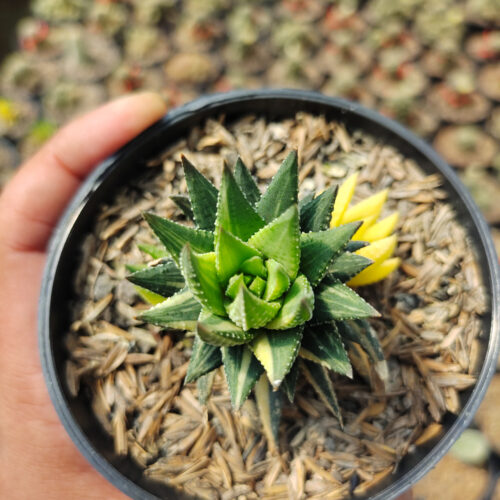 Haworthia Reinwardtii Variegated – Zebra Wart, real gallery image #10 plants. Picture taken directly from kaktus.id community Haworthia farmer green houses.