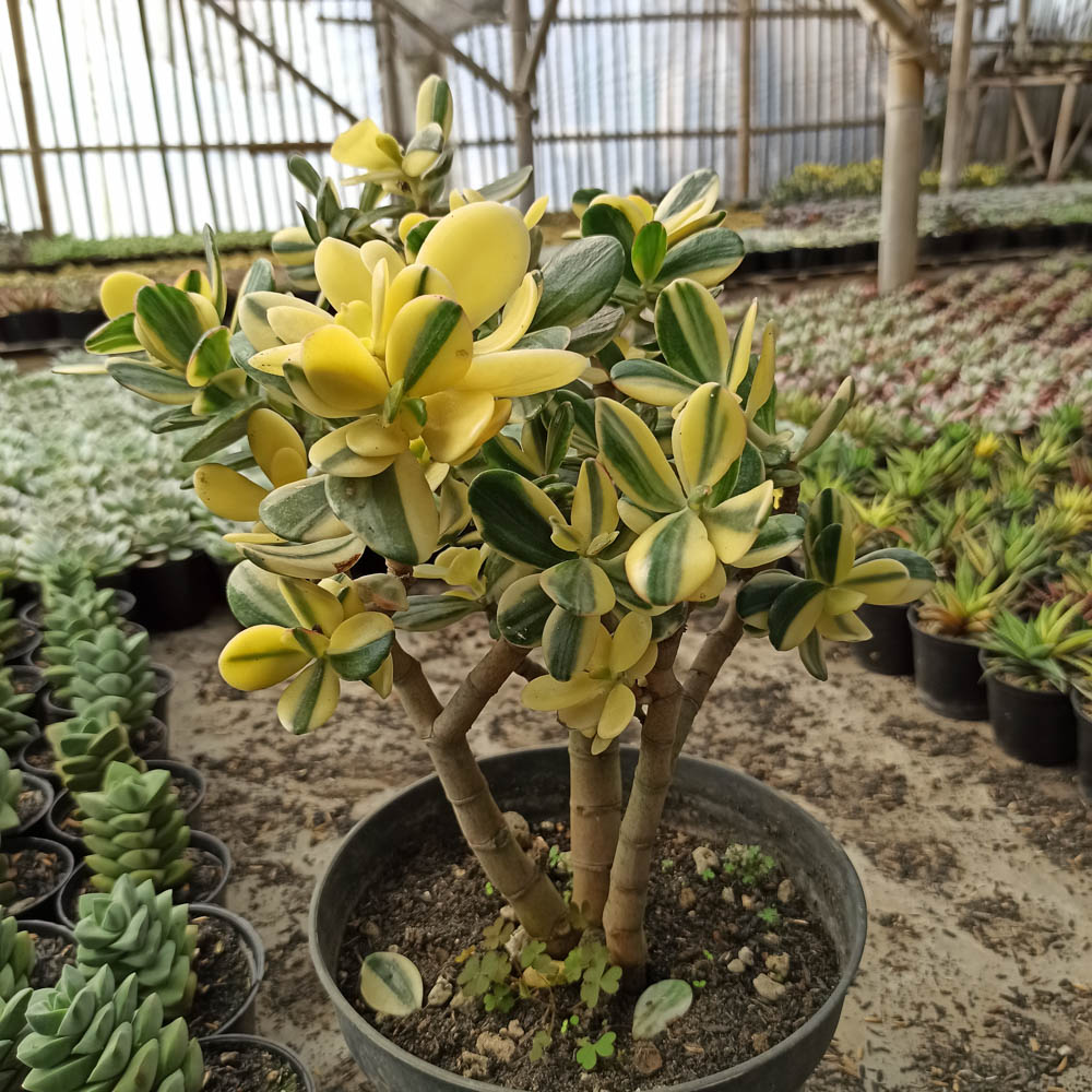 264. Crassula Ovata 'Hummel's Sunset'  Golden Jade Tree-7 - kaktus.id